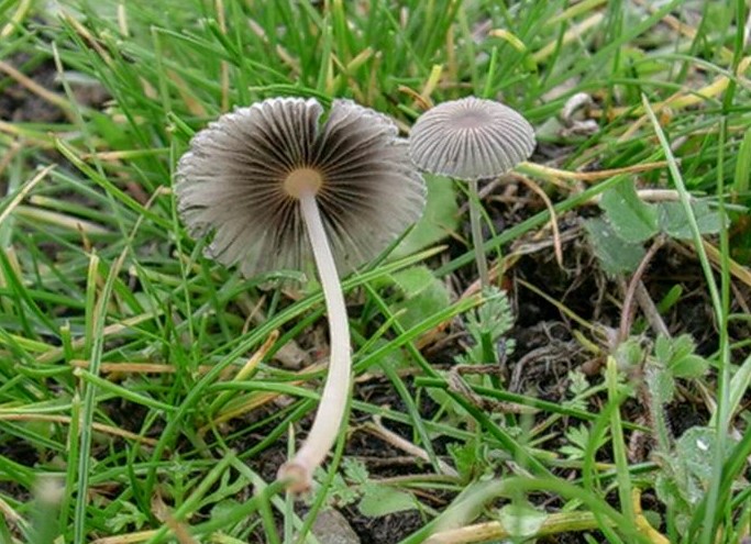 497 Novembre vecchio ritrovamento