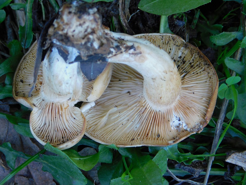 8 Fotogr.il 18.12.sotto Leccio