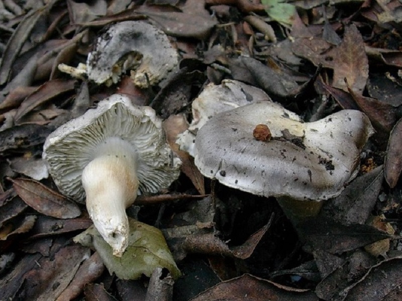 189 Gennaio vecchio ritrovamento