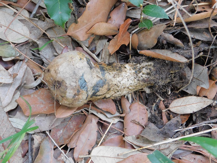 3Fotogr. 8.10.2022 Macchia mediterranea