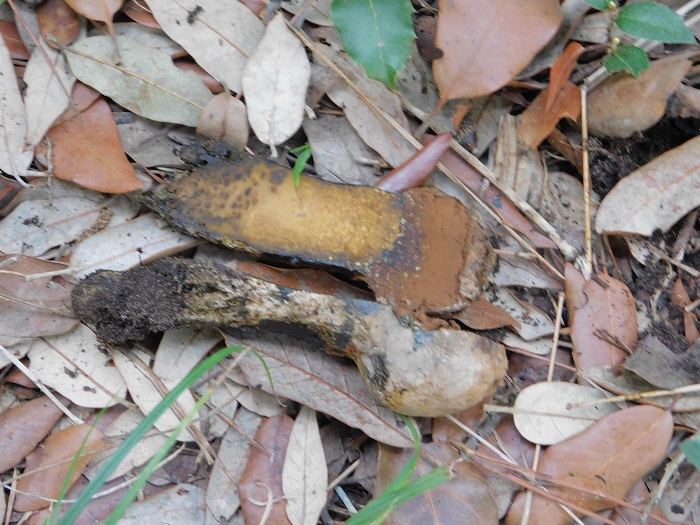 3Fotogr. 8.10.2022 Macchia mediterranea