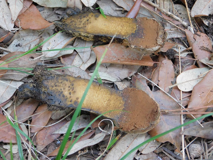 3Fotogr. 8.10.2022 Macchia mediterranea