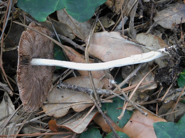 2 Fotogr.8.10.2022 Macchia mediterranea