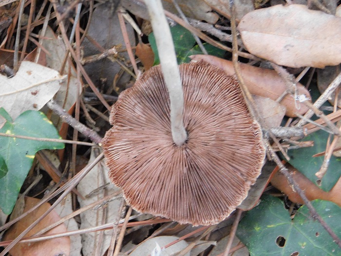 2 Fotogr.8.10.2022 Macchia mediterranea