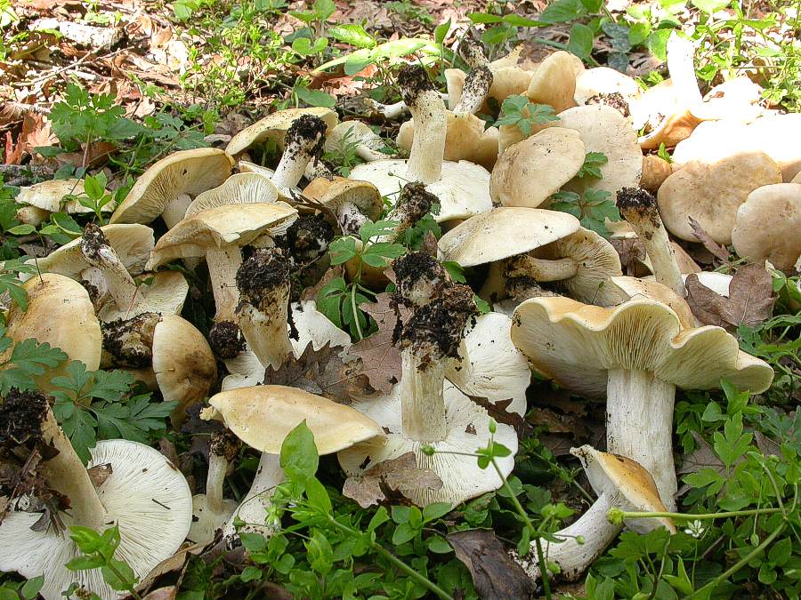 650 Aprile vecchio ritrovamento