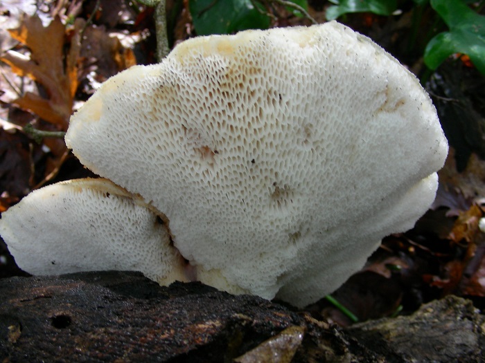 653 Aprile vecchio ritrovamento