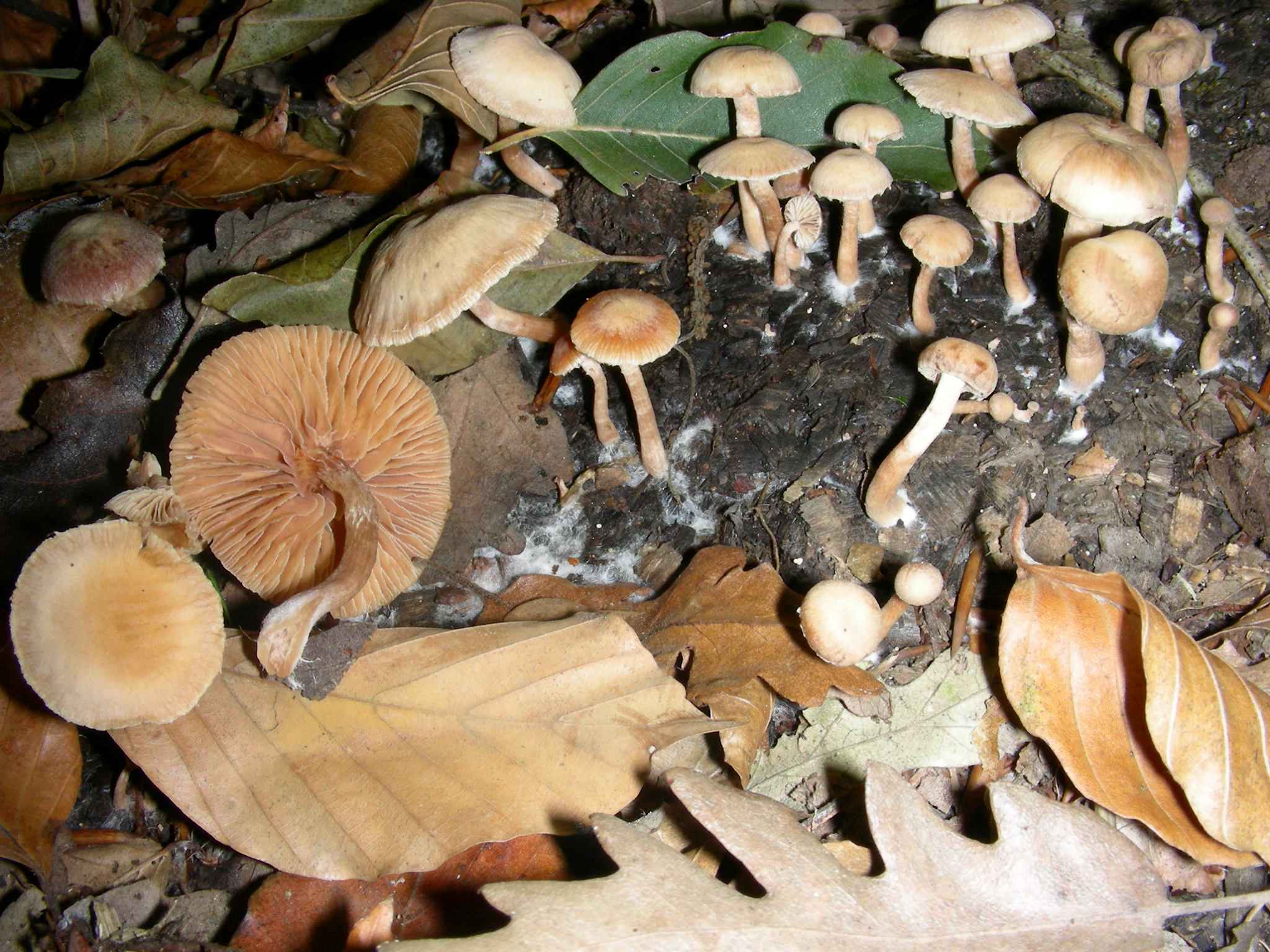 1128 Ottobre vecchio ritrovamento