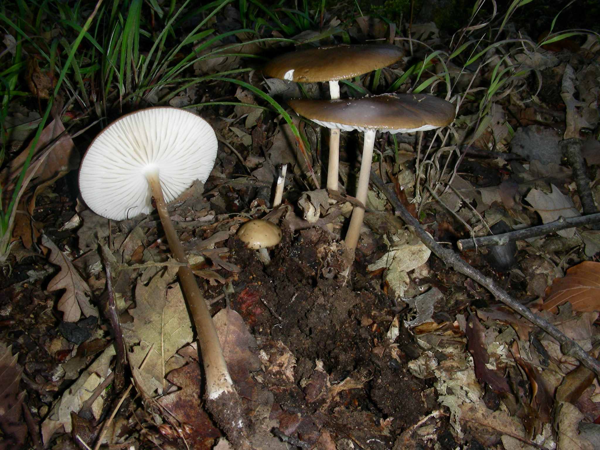 1129 Ottobre vecchio ritrovamento