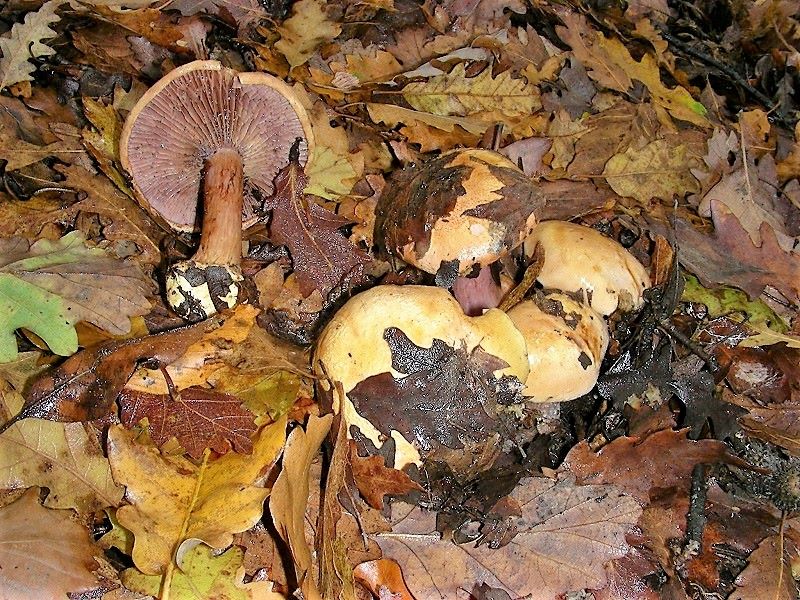 1130 Ottobre vecchio ritrovamento
