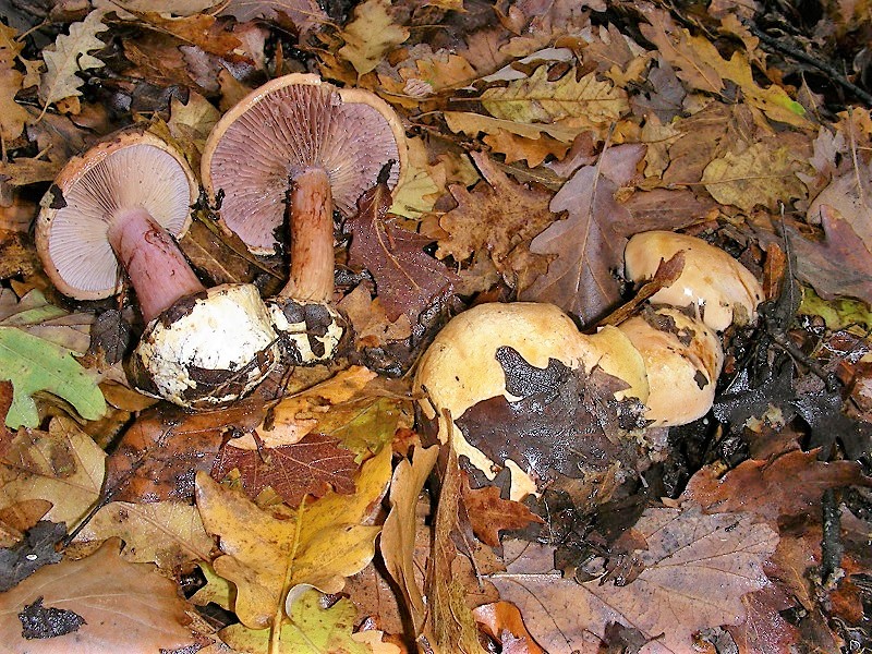 1130 Ottobre vecchio ritrovamento