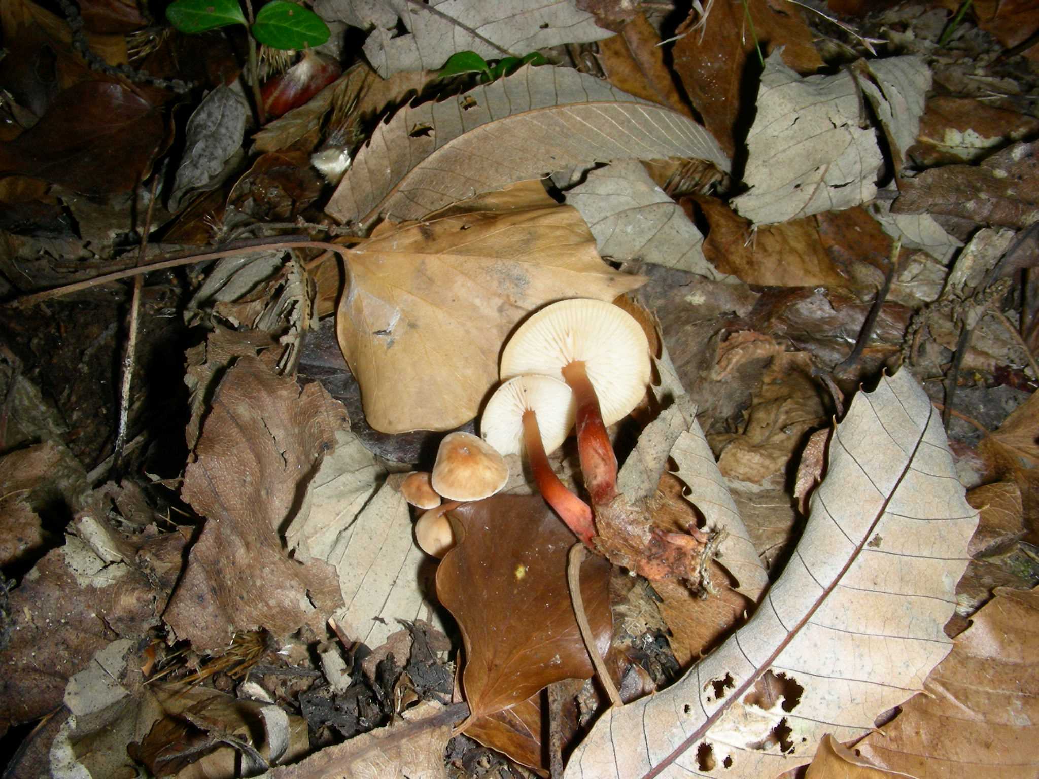 1132 Ottobre vecchio ritrovamento