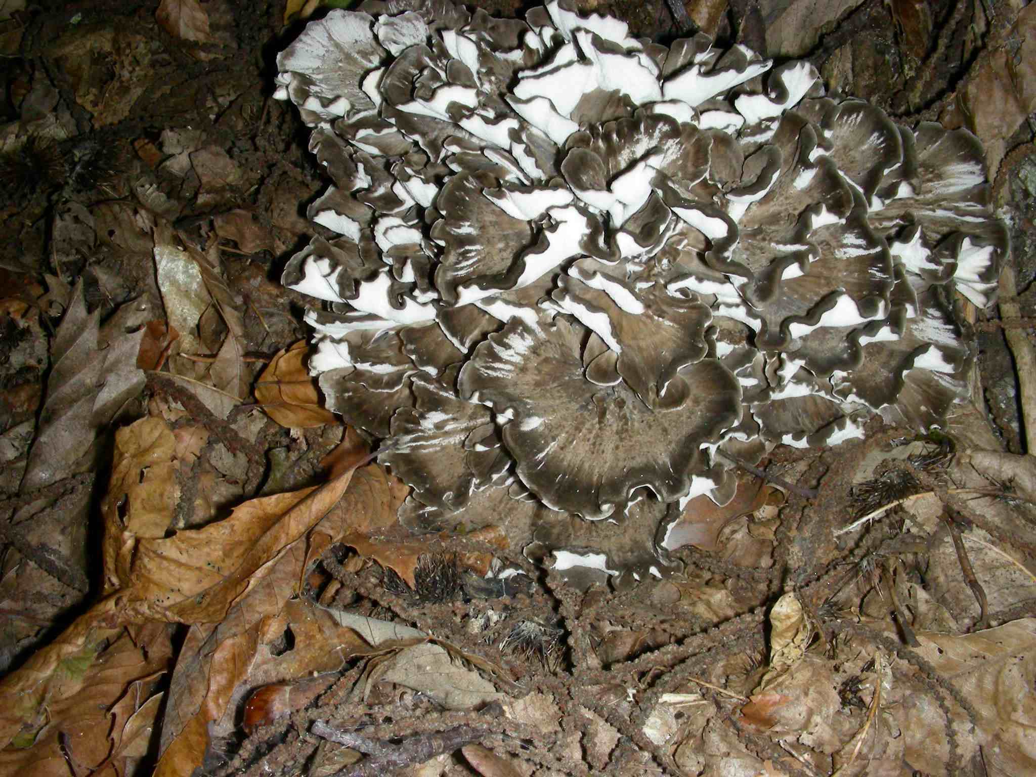 1133 Ottobre vecchio ritrovamento