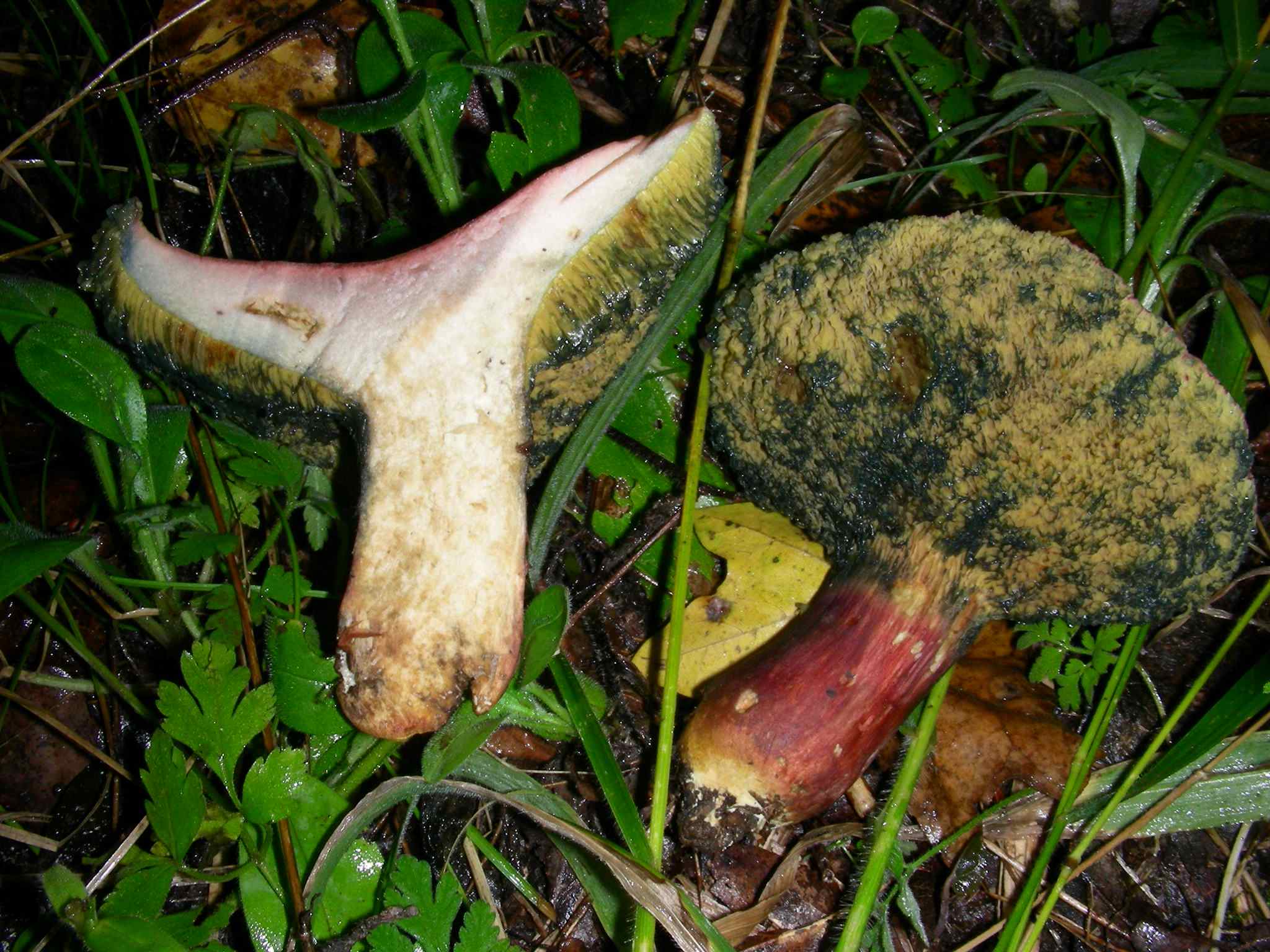 1135 Ottobre vecchio ritrovamento