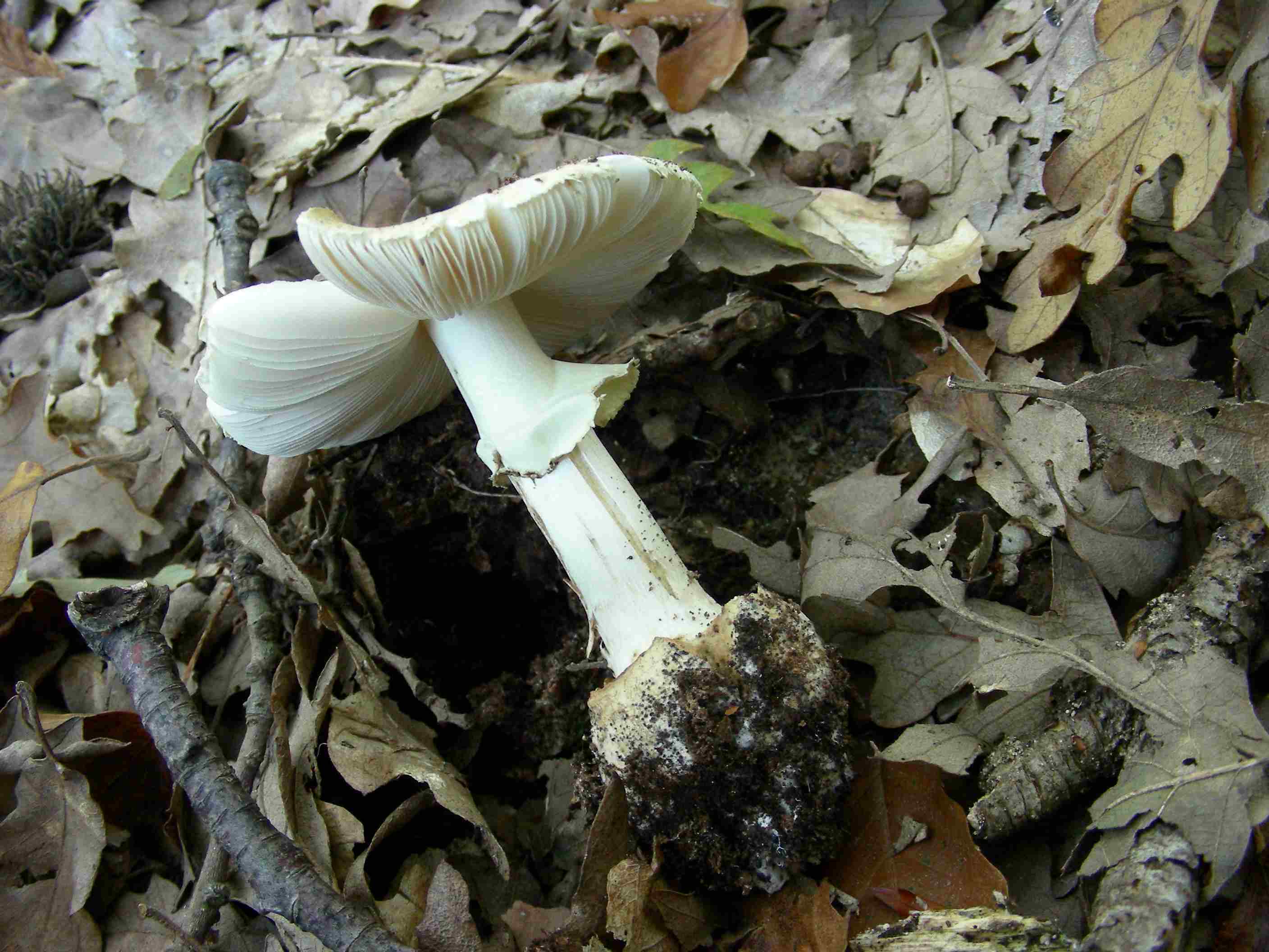 1137 Ottobre vecchio ritrovamento