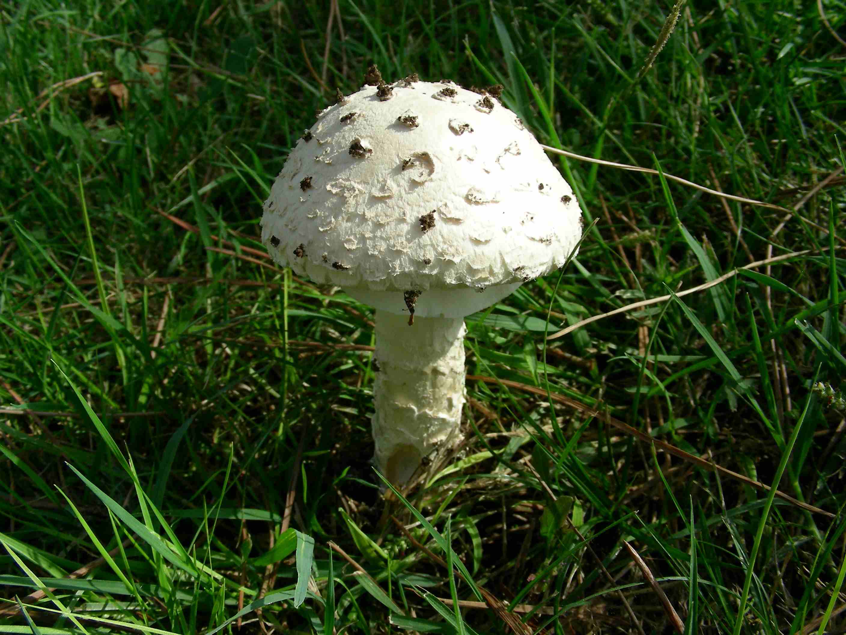 1139 Ottobre vecchio ritrovamento