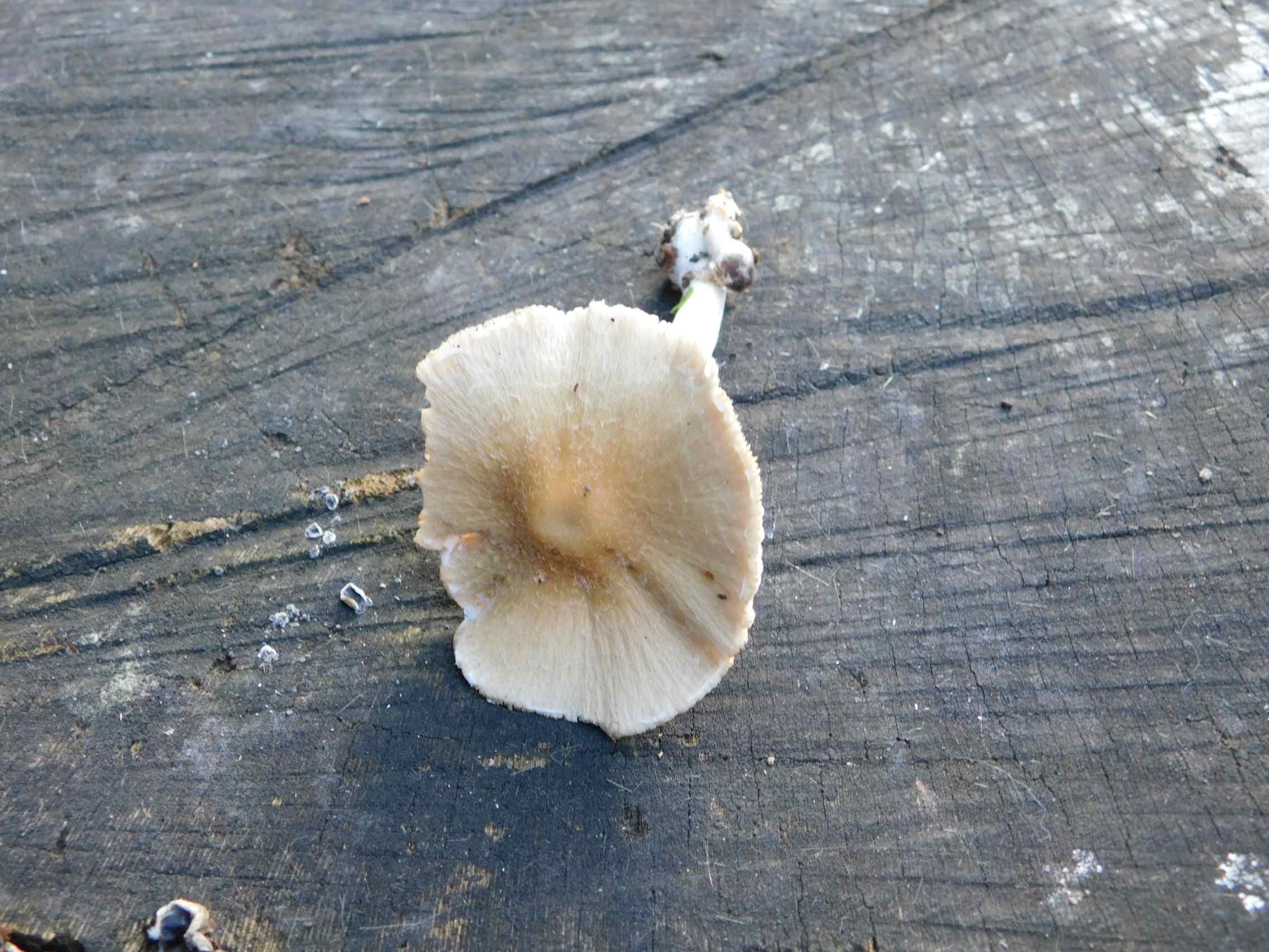 Fotogr.il 15.11.2023 Roma