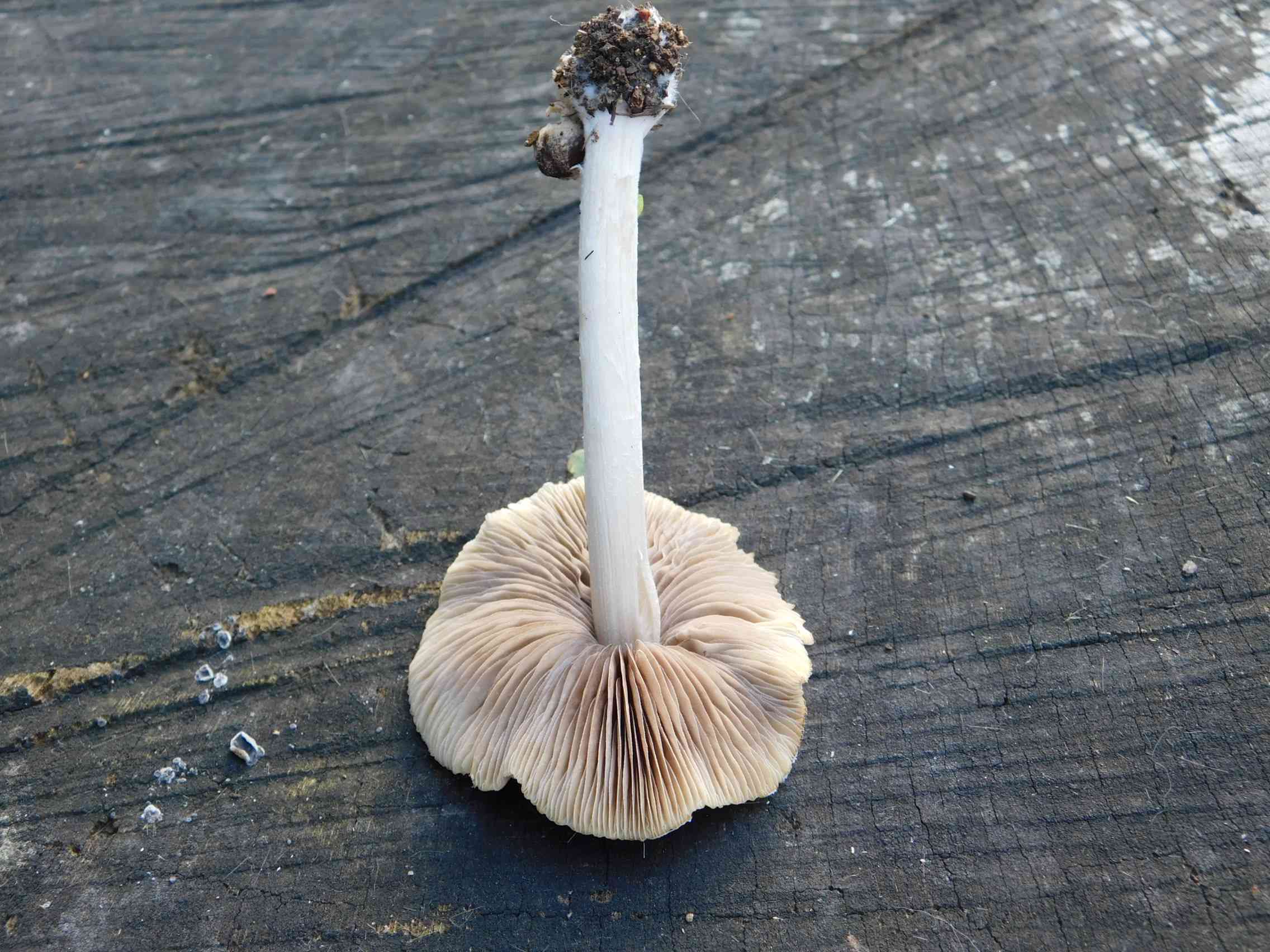 Fotogr.il 15.11.2023 Roma