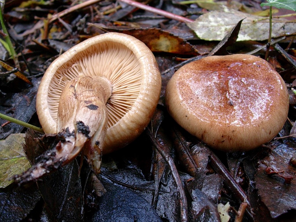 1186 Dicembre vecchio ritrovamento