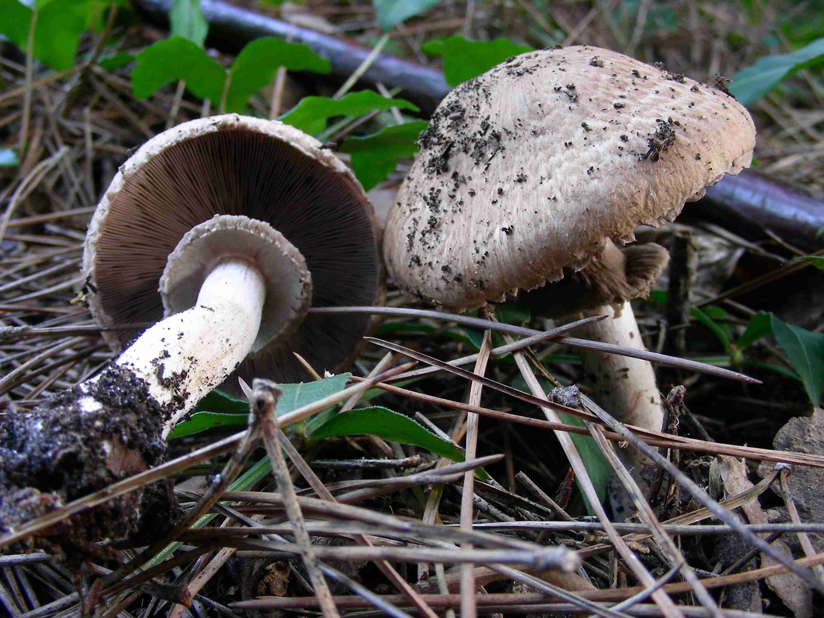 1189 Dicembre vecchio ritrovamento