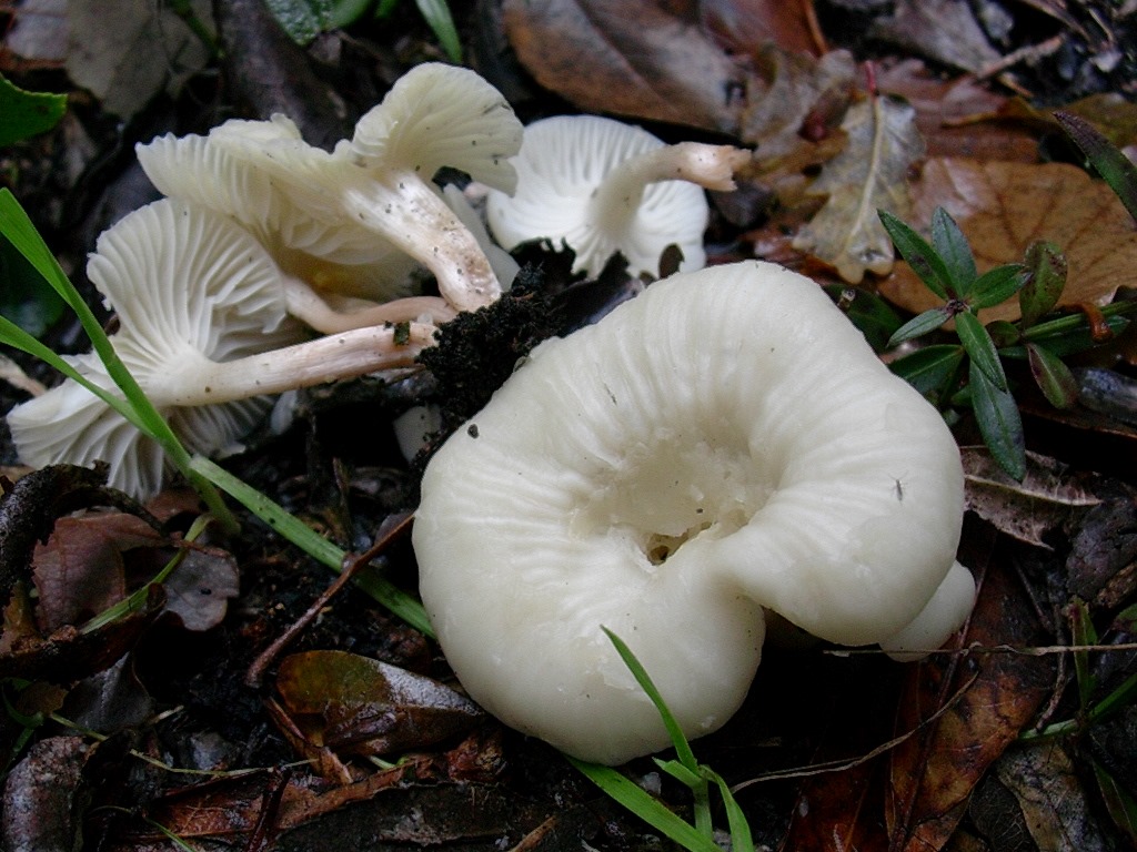 1190 Dicembre vecchio ritrovamento