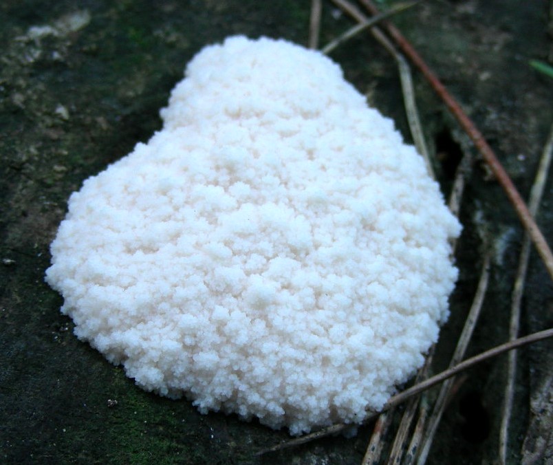 1192 Dicembre vecchio ritrovamento