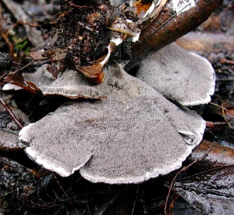 1192 Dicembre vecchio ritrovamento