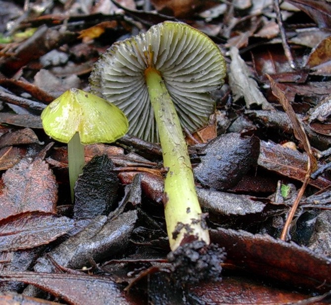 1194 Dicembre vecchio ritrovamento