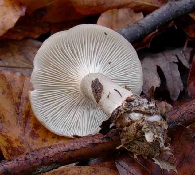 1196 Dicembre vecchio ritrovamento