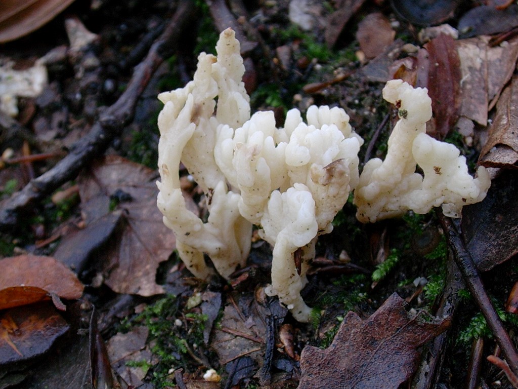 1197 Dicembre vecchio ritrovamento