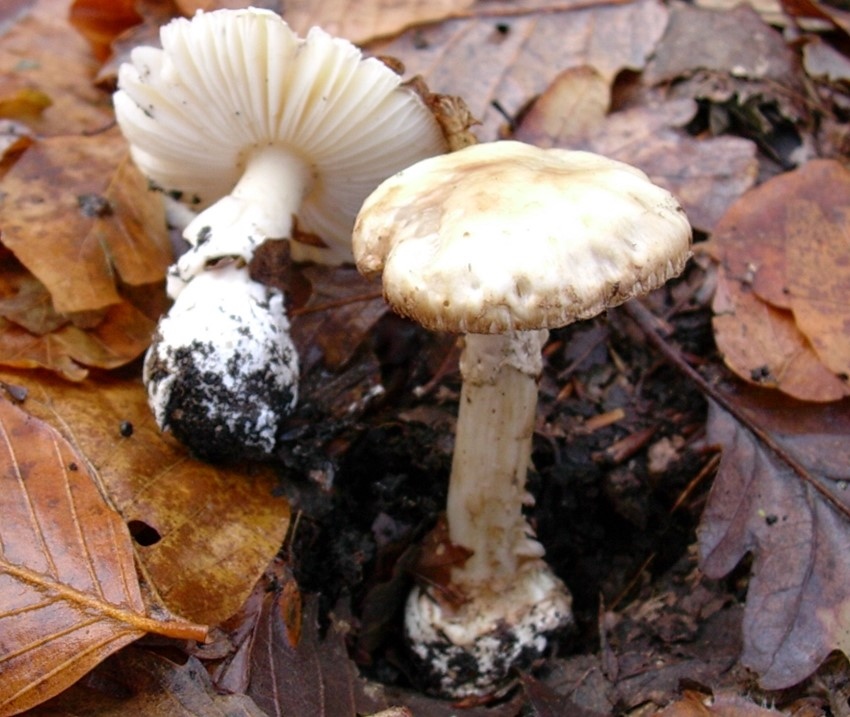 1199 Dicembre vecchio ritrovamento