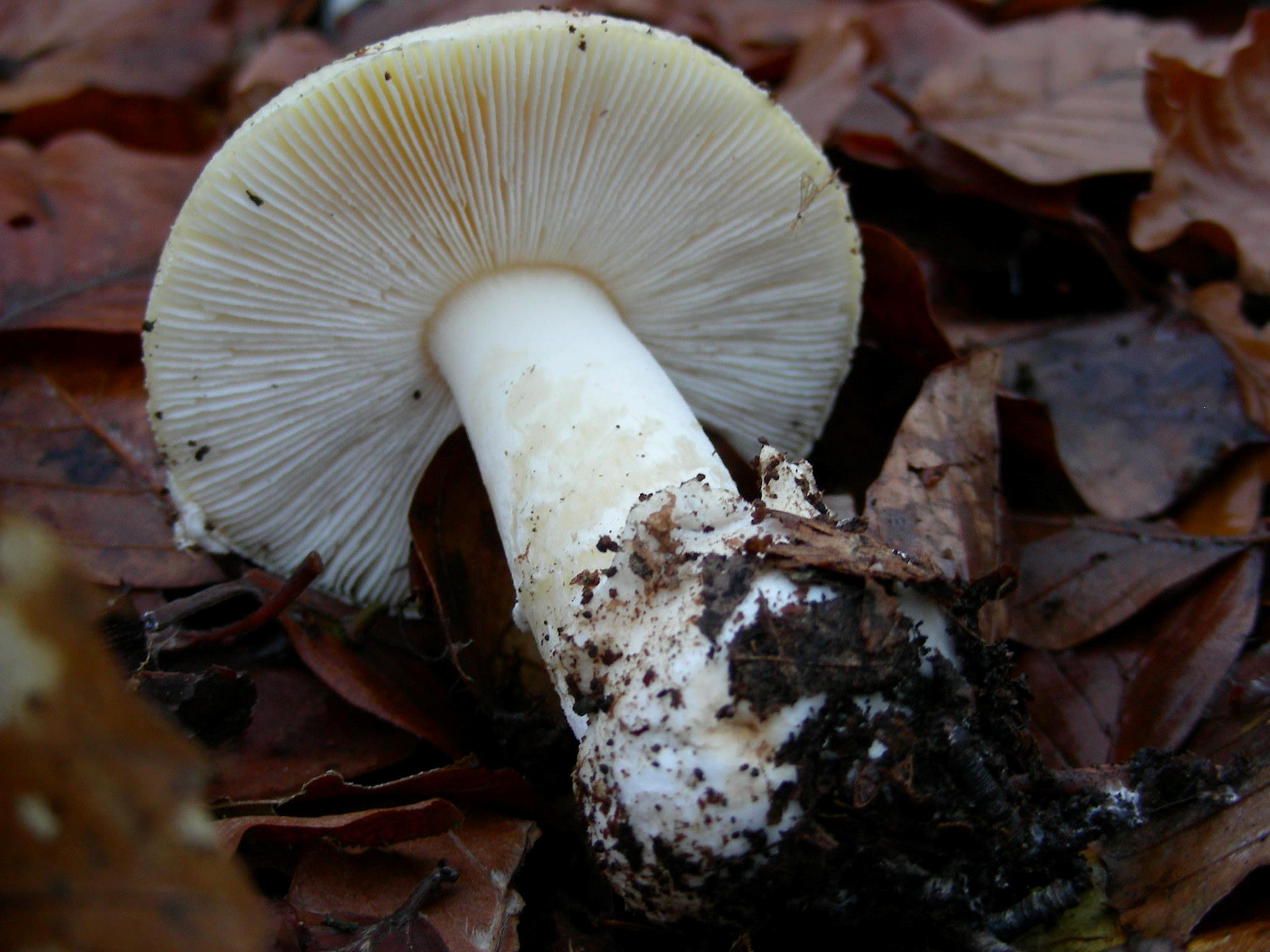 1201 Dicembre vecchio ritrovamento