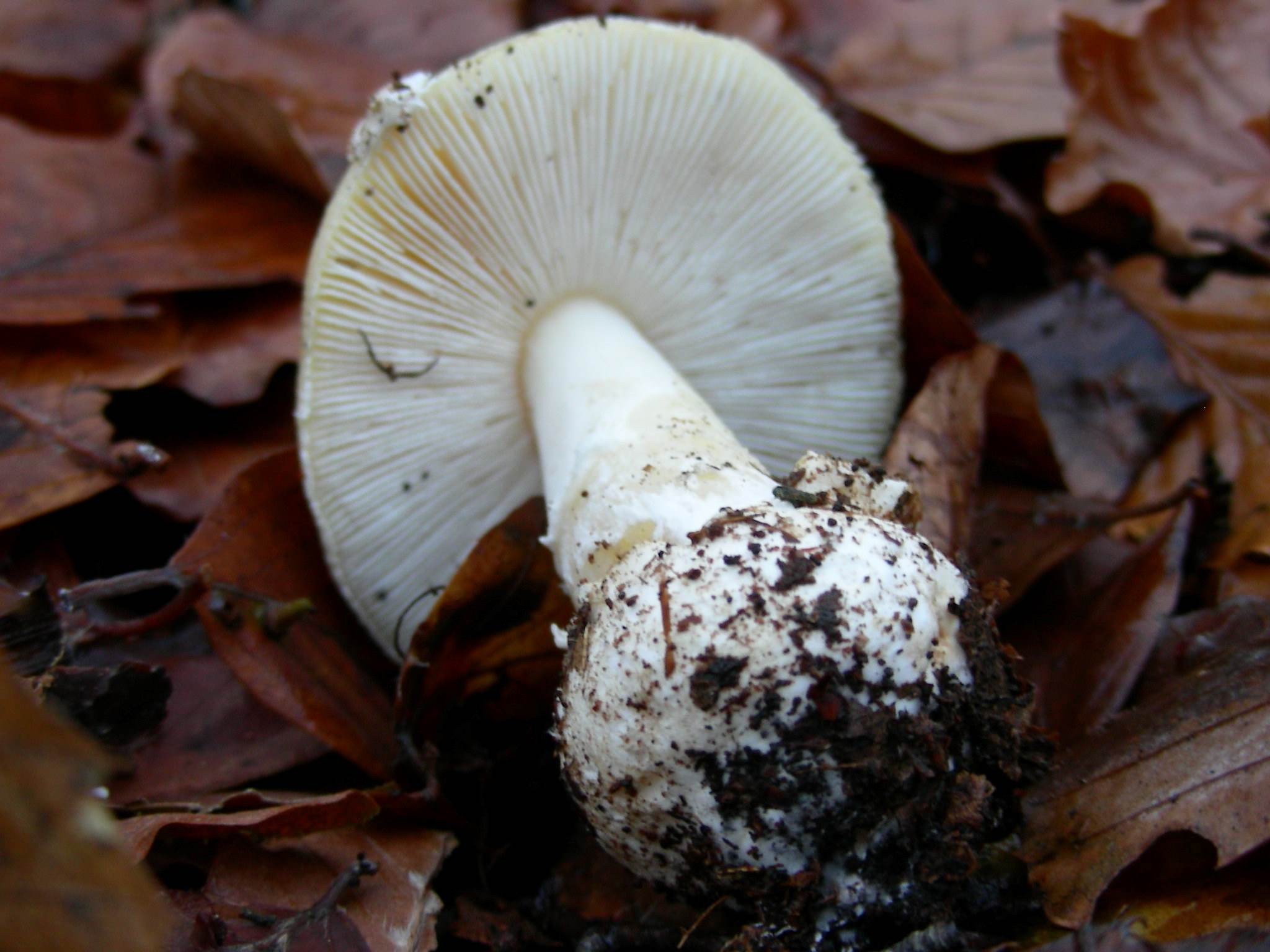 1201 Dicembre vecchio ritrovamento