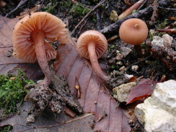 1202 Dicembre vecchio ritrovamento