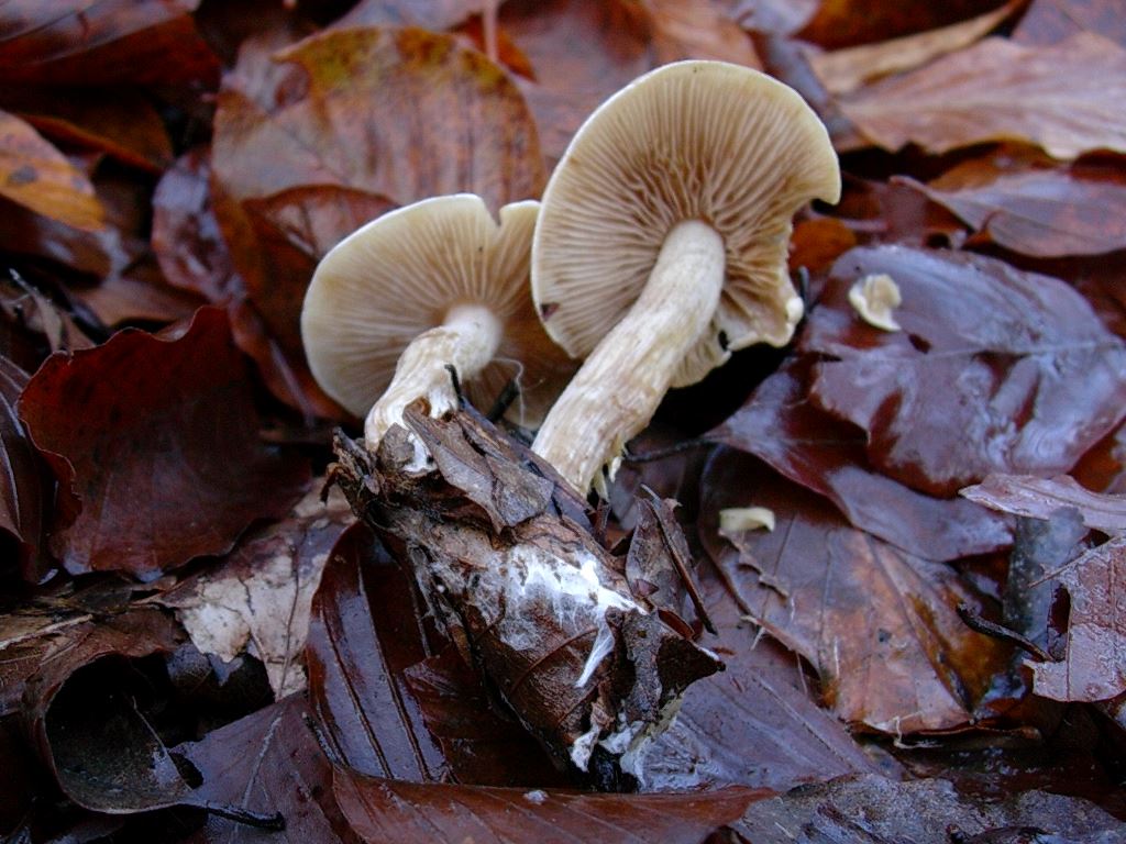 1203 Dicembre vecchio ritrovamento