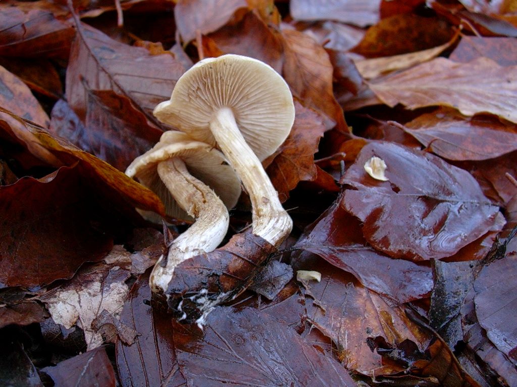 1203 Dicembre vecchio ritrovamento