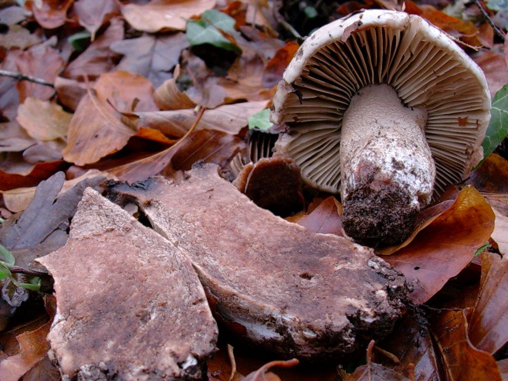 1204 Dicembre vecchio ritrovamento