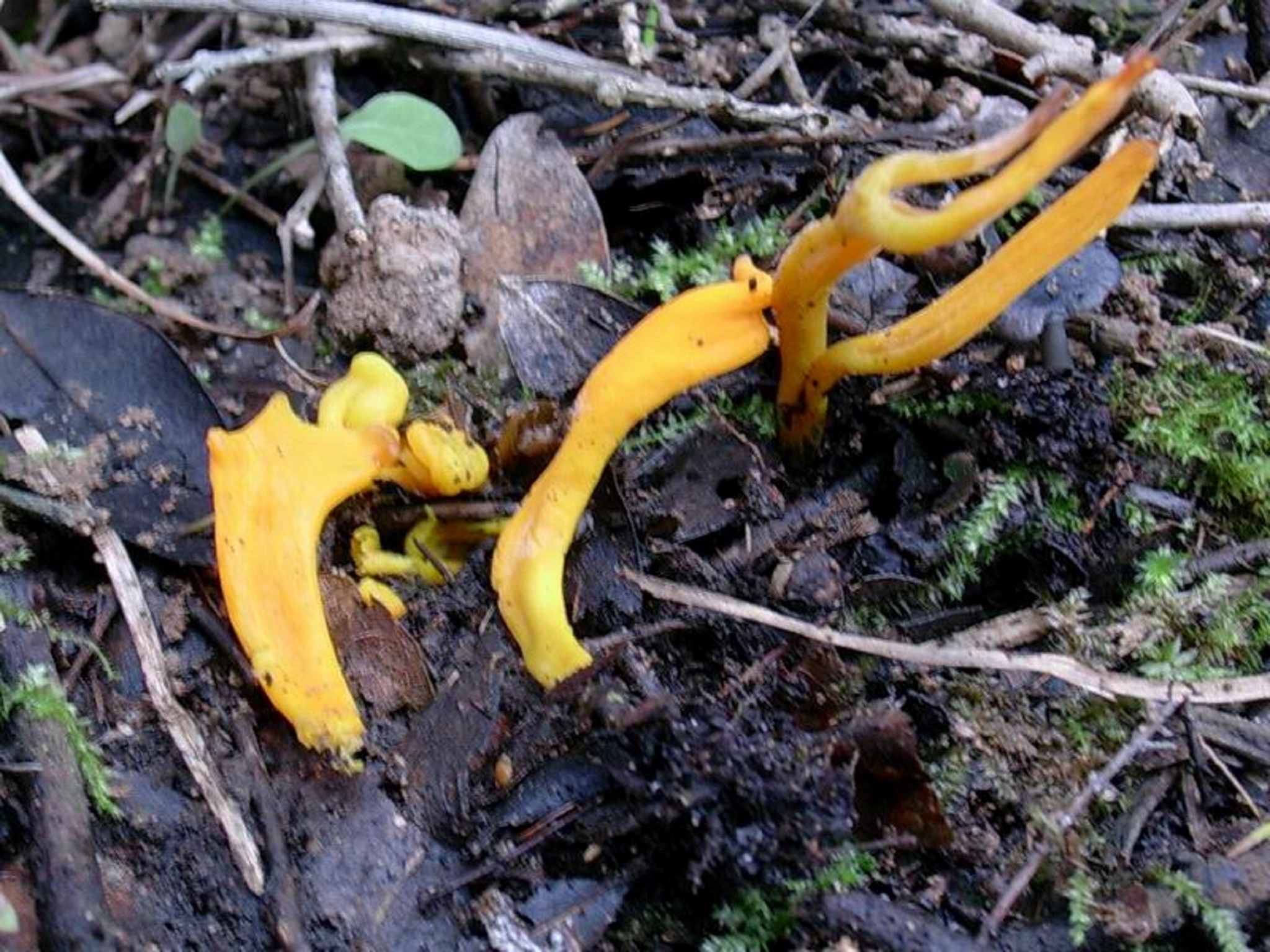 1206 Dicembre vecchio ritrovamento