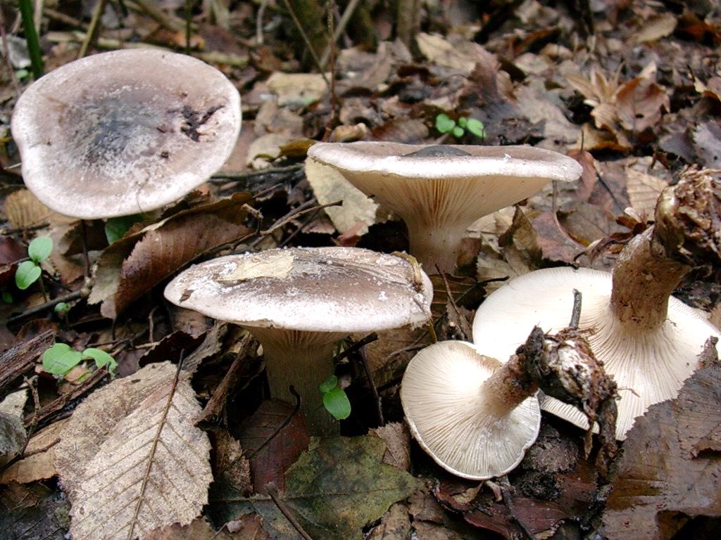 1207 Dicembre vecchio ritrovamento