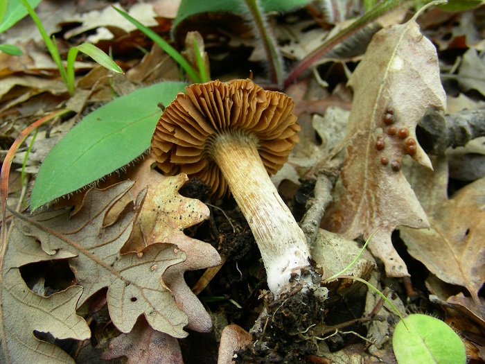 997 Aprile vecchio ritrovamento