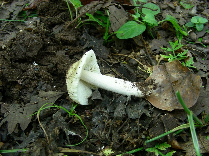 1082 Luglio vecchio ritrovamento