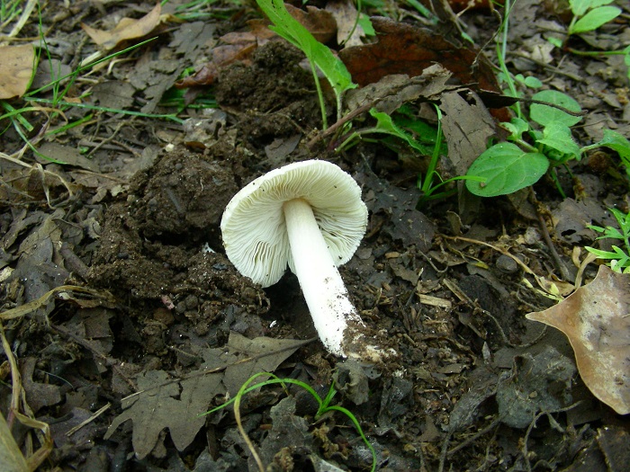 1082 Luglio vecchio ritrovamento