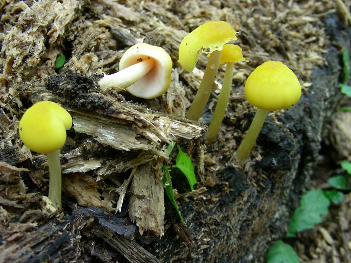 1086 Luglio vecchio ritrovamento