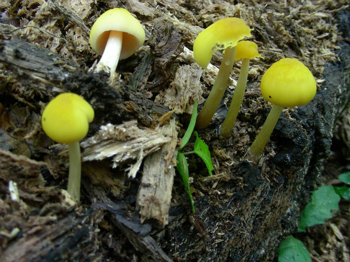 1086 Luglio vecchio ritrovamento