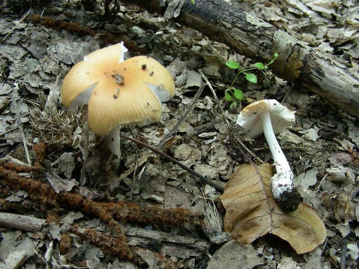 1088 Luglio vecchio ritrovamento