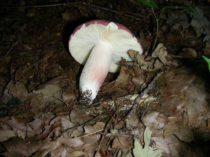 1089 Luglio vecchio ritrovamento