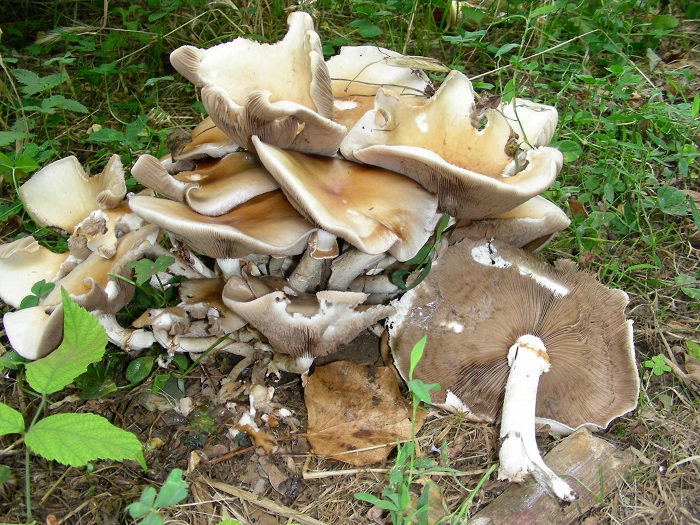 1092 Luglio vecchio ritrovamento