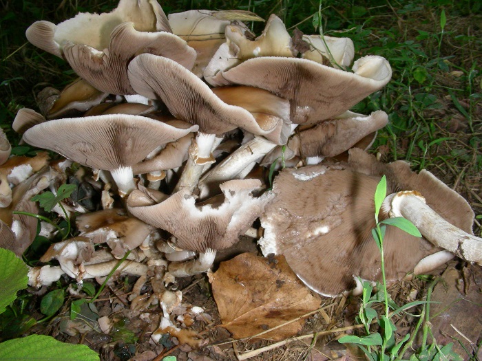 1092 Luglio vecchio ritrovamento