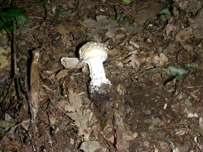 1094 Luglio vecchio ritrovamento