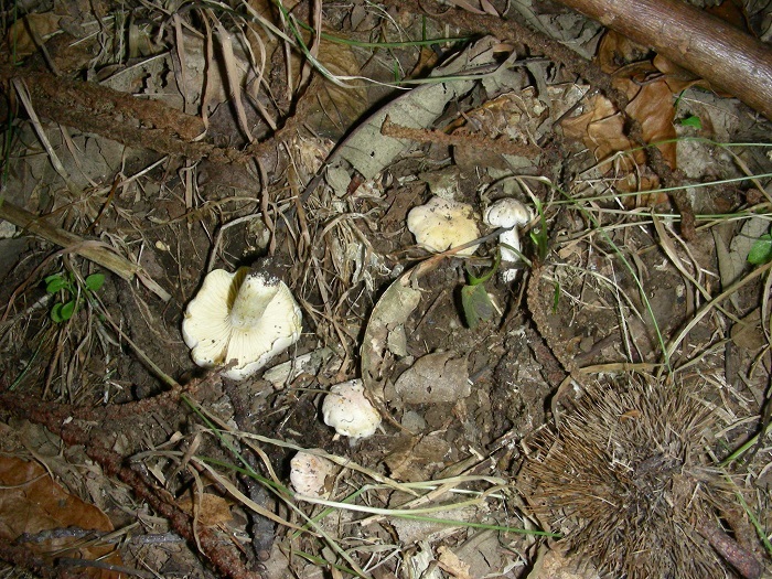 1095 Luglio vecchio ritrovamento