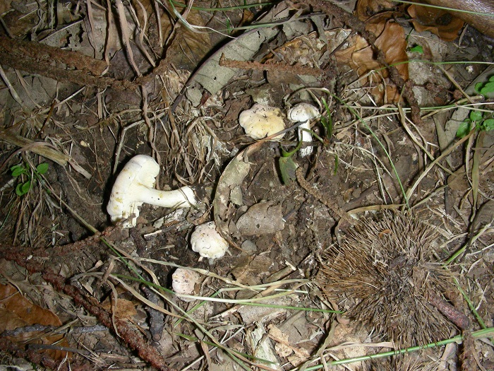 1095 Luglio vecchio ritrovamento